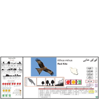 گونه کورکور حنایی Red Kite